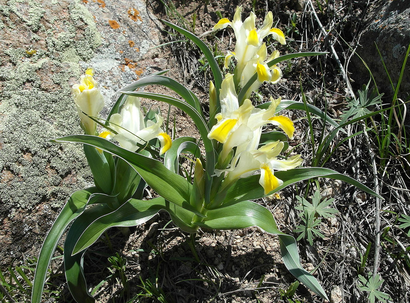 Изображение особи Juno orchioides.