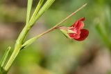 genus Lathyrus