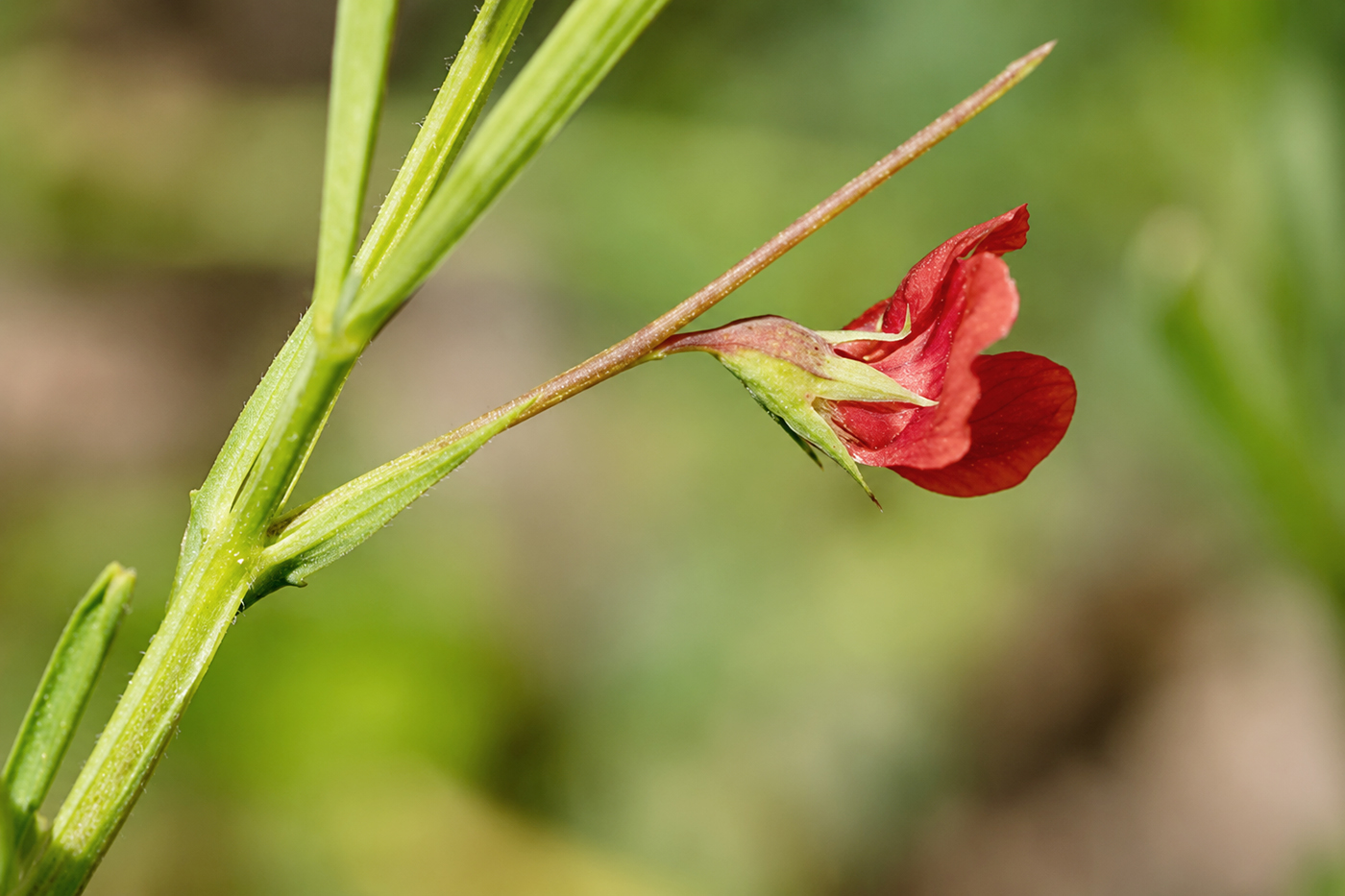 Image of genus Lathyrus specimen.