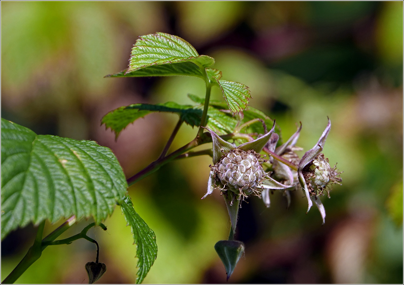 Image of Rubus idaeus specimen.