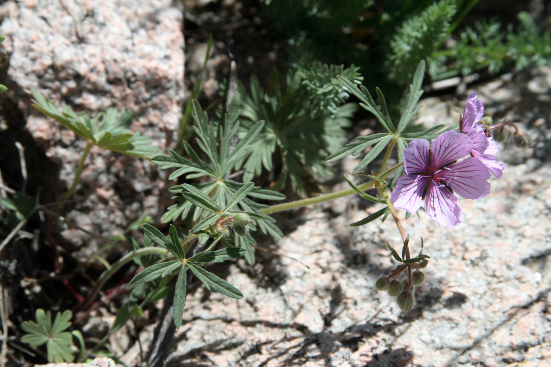 Image of Geranium transversale specimen.