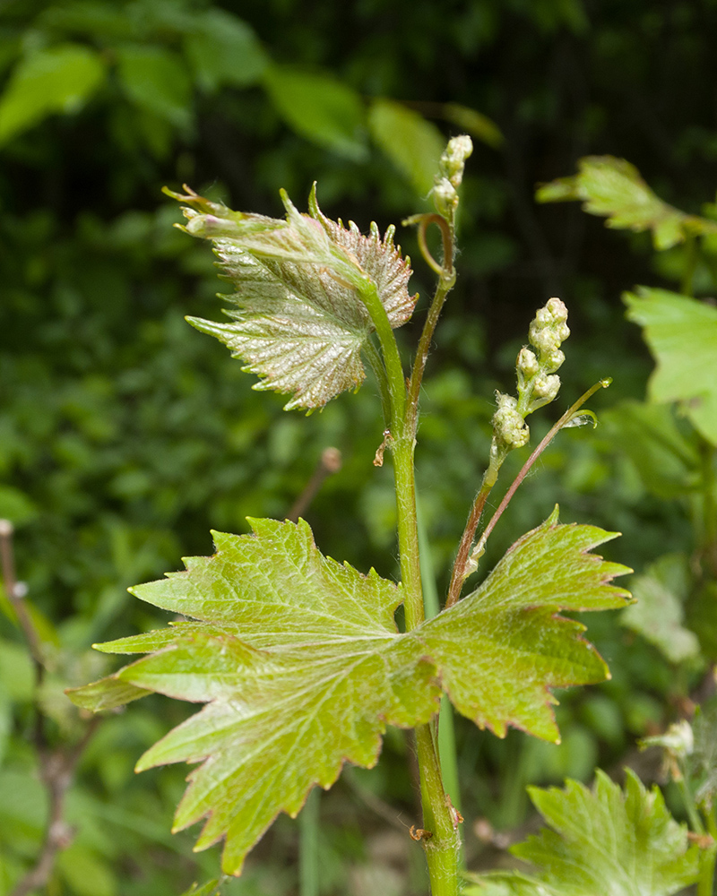 Изображение особи Vitis vinifera.
