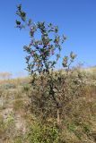 Malus domestica. Одиночное плодоносящее деревце. ЛНР, г. Луганск, балка Калмыцкий яр, ложбина стока на склоне юго-вост. эксп. 11.07.2026.