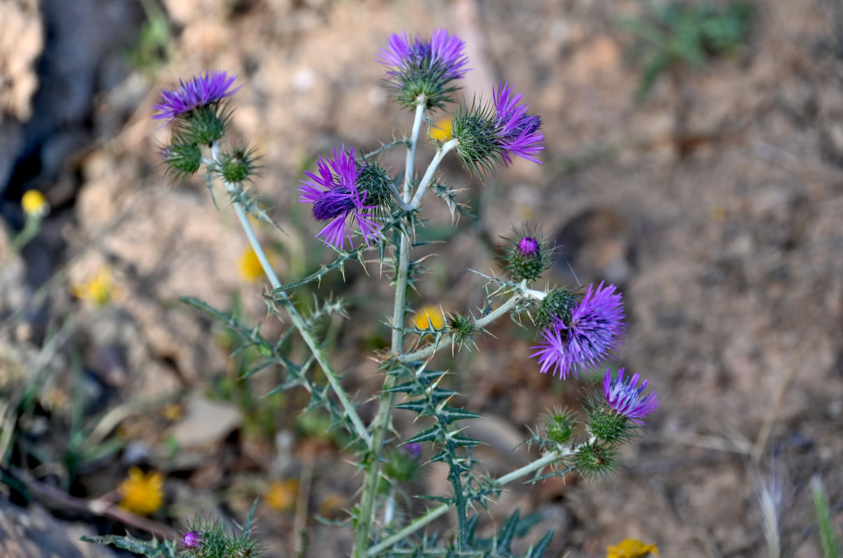 Image of Galactites tomentosus specimen.