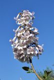 Paulownia tomentosa. Соцветие. Узбекистан, г. Ташкент, Ботанический сад им. Ф.Н. Русанова, в культуре. 05.04.2026.