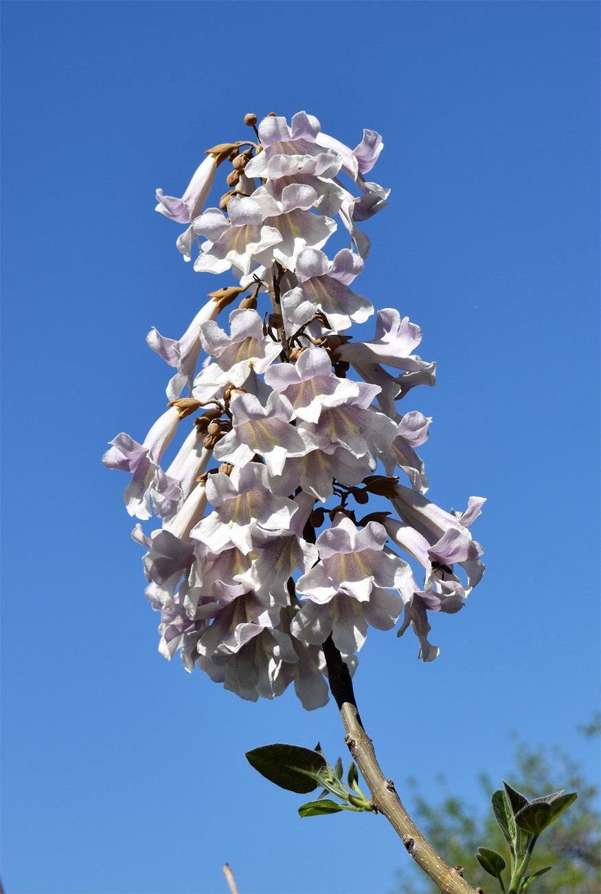 Image of Paulownia tomentosa specimen.