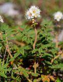 Sorbaria rhoifolia. Верхушка побега с соцветием. Хабаровский край, р-н имени Лазо, массив горы Ко, гора Столовая, выс. ≈ 1920 м н.у.м., горная тундра. 02.08.2026.
