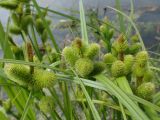 Carex capricornis. Верхушки побегов с соцветиями. Хабаровский край, г. Комсомольск-на-Амуре, берег озера. 20.06.2026.