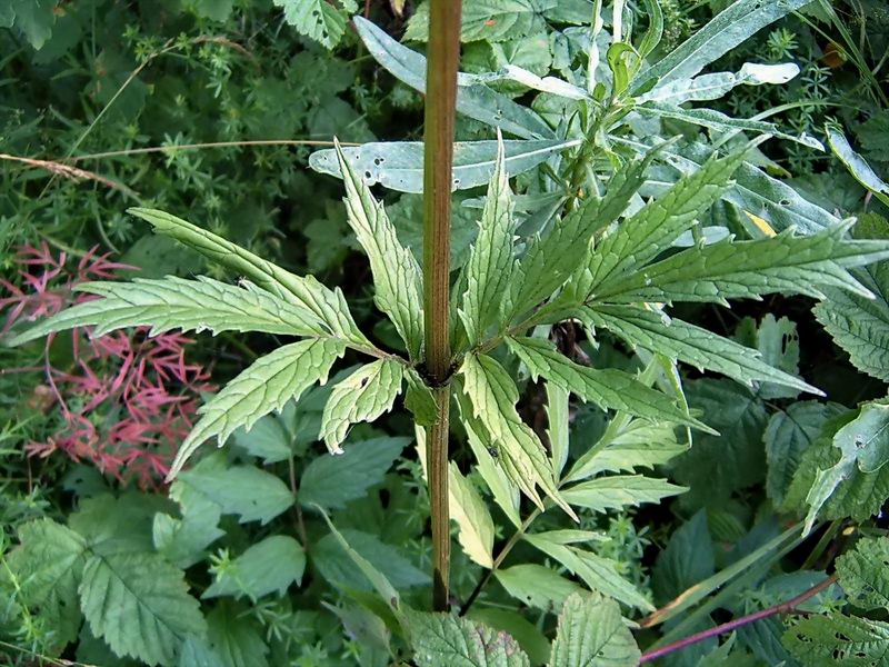 Image of Valeriana wolgensis specimen.