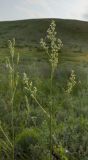 род Silene