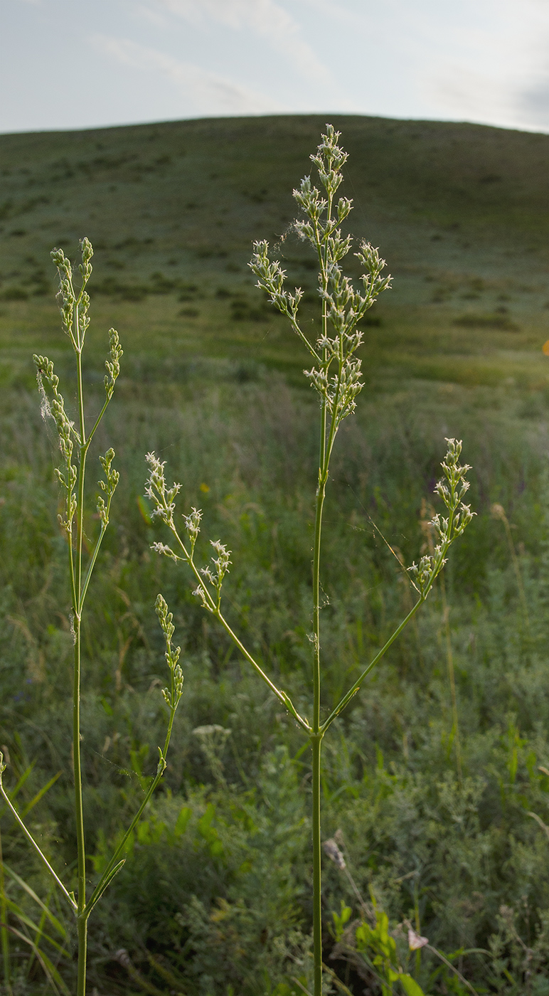 Изображение особи род Silene.