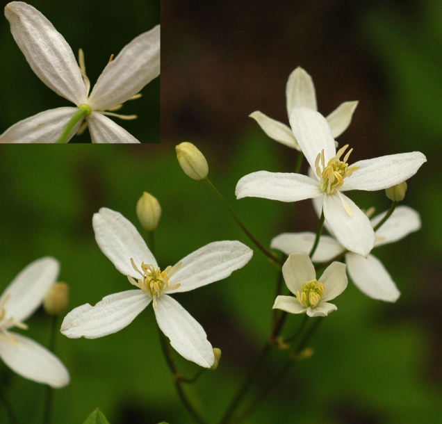 Изображение особи Clematis mandshurica.