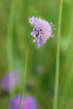 Scabiosa japonica. Соцветие. Нижегородская обл., в культуре. 01.07.2026.
