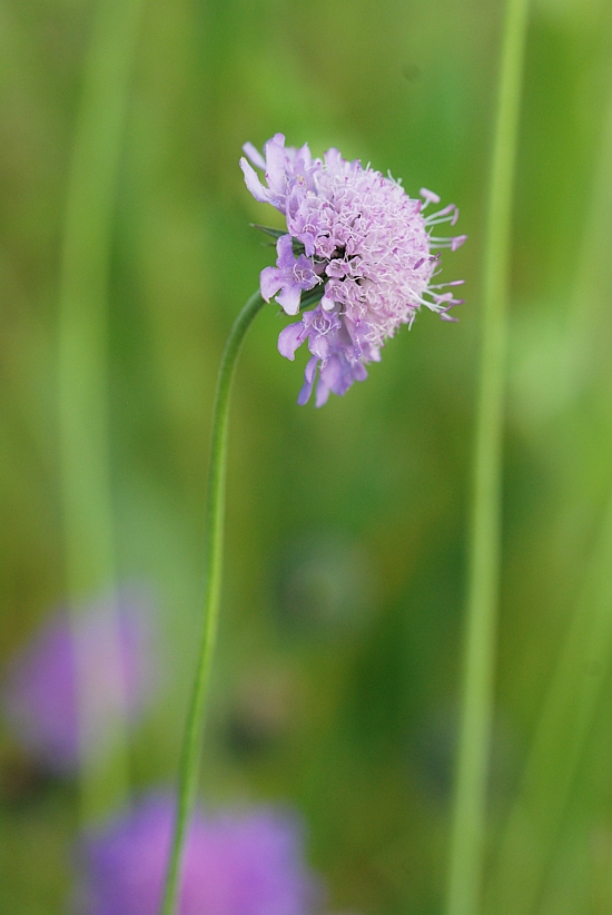 Изображение особи Scabiosa japonica.