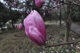род Magnolia