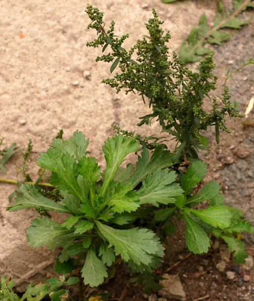 Изображение особи Artemisia japonica.