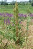 Rumex crispus