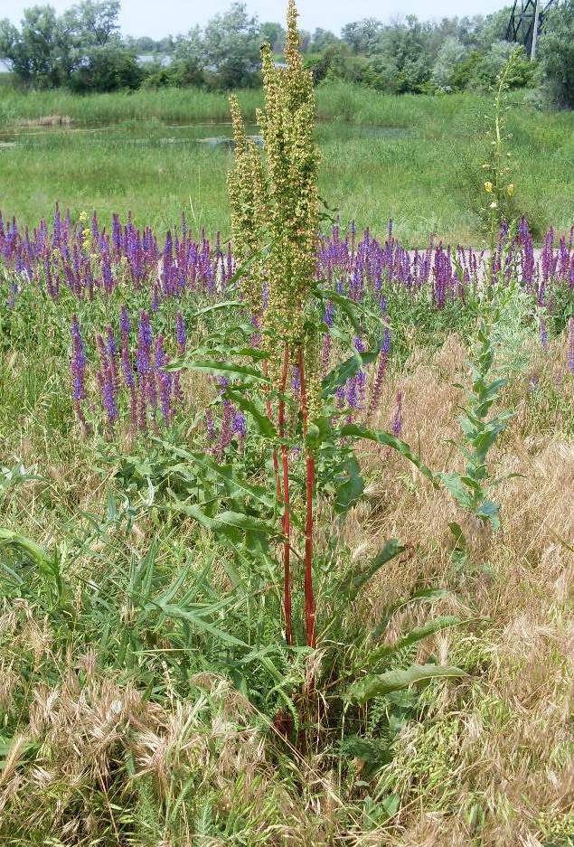 Изображение особи Rumex crispus.