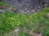 Viola biflora