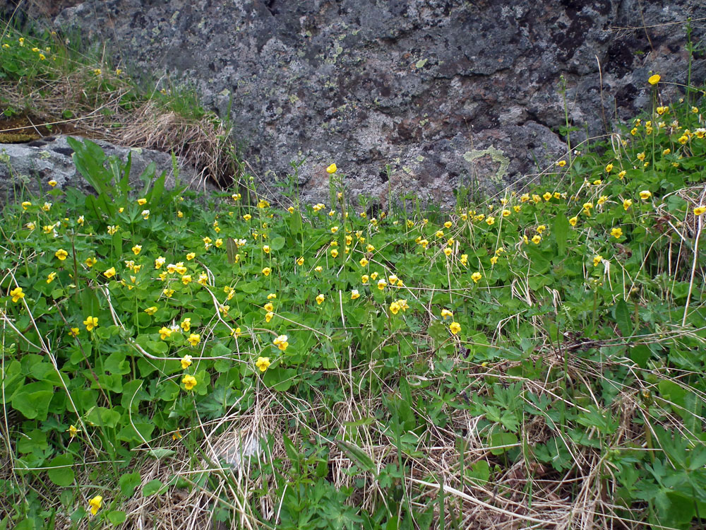 Image of Viola biflora specimen.