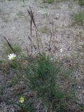 genus Festuca