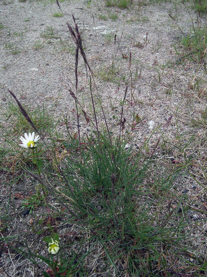 Изображение особи род Festuca.