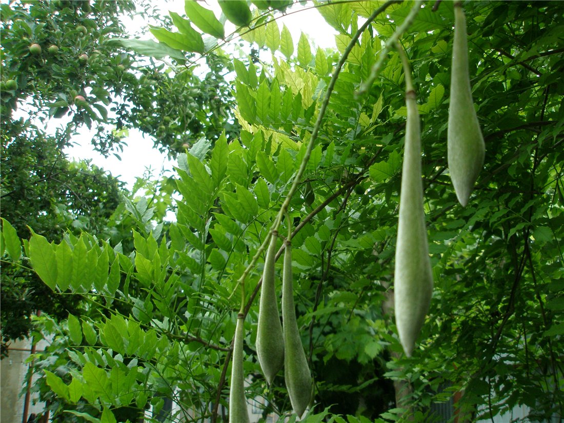 Изображение особи Wisteria sinensis.