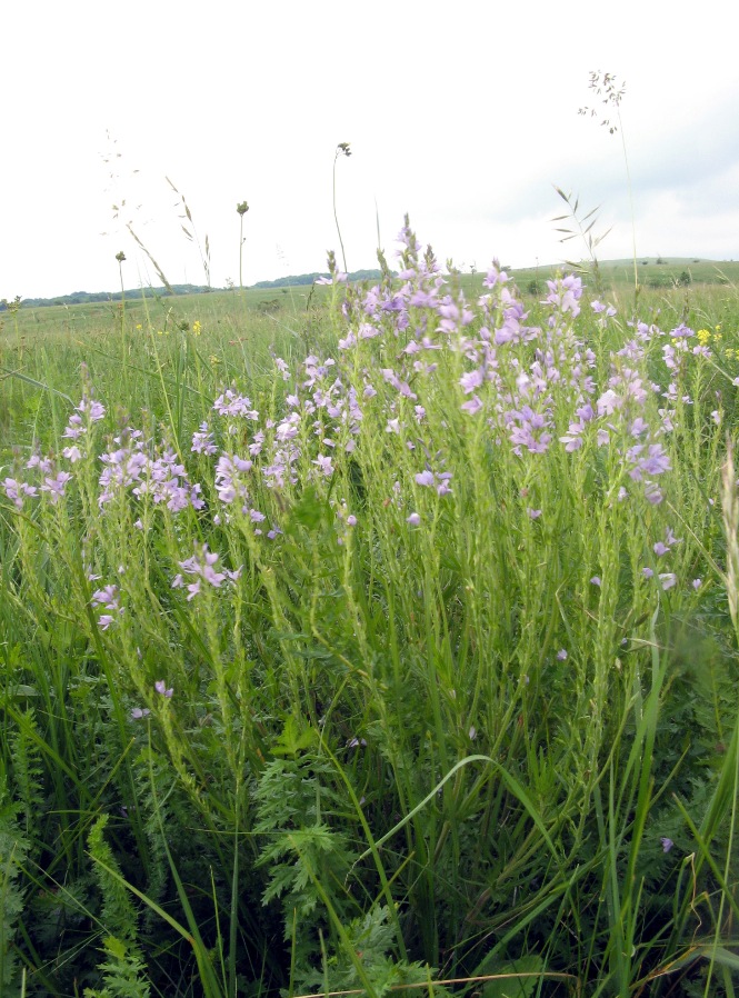 Image of Veronica jacquinii specimen.