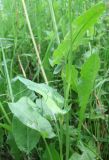 Rumex thyrsiflorus. Средние стеблевые листья. Псковская обл., г. Себеж, опушка сосняка. 16.06.2008.