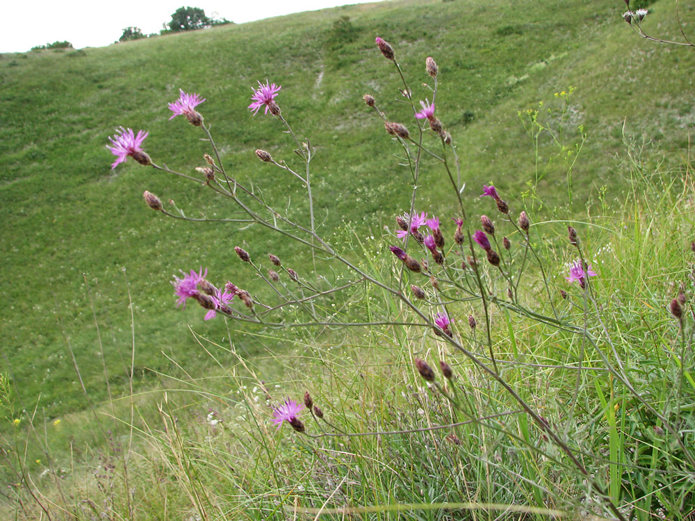 Изображение особи Centaurea lavrenkoana.