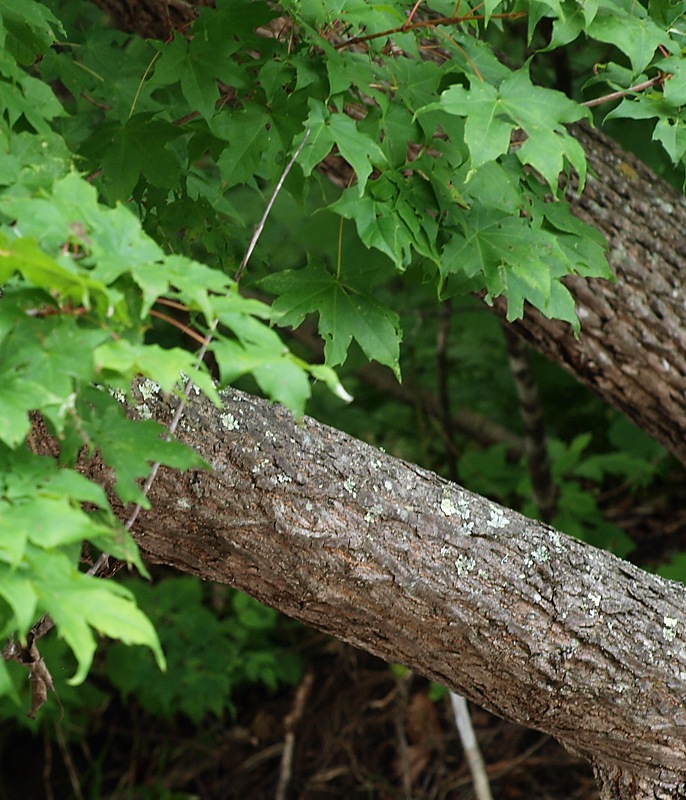 Image of Acer mono specimen.