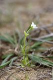 Holosteum glutinosum