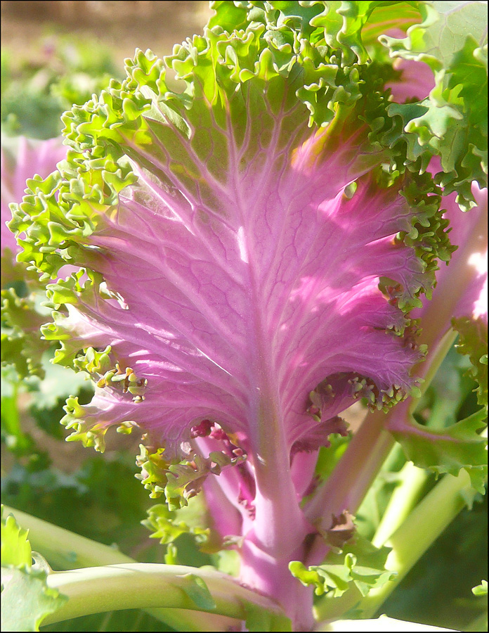 Image of Brassica oleracea var. viridis specimen.