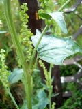 Atriplex sagittata