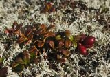 Vaccinium vitis-idaea variety minus. Плодоносящее растение с плодами удлинённой формы в кустарничково-лишайниковой тундре. Мурманская обл., Североморский р-н, берег губы Грязной. 07.09.2011.
