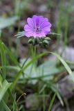 Geranium charlesii