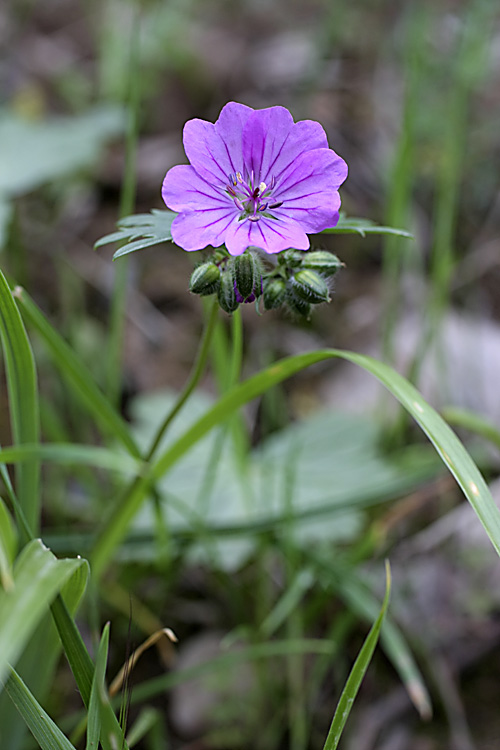 Изображение особи Geranium charlesii.