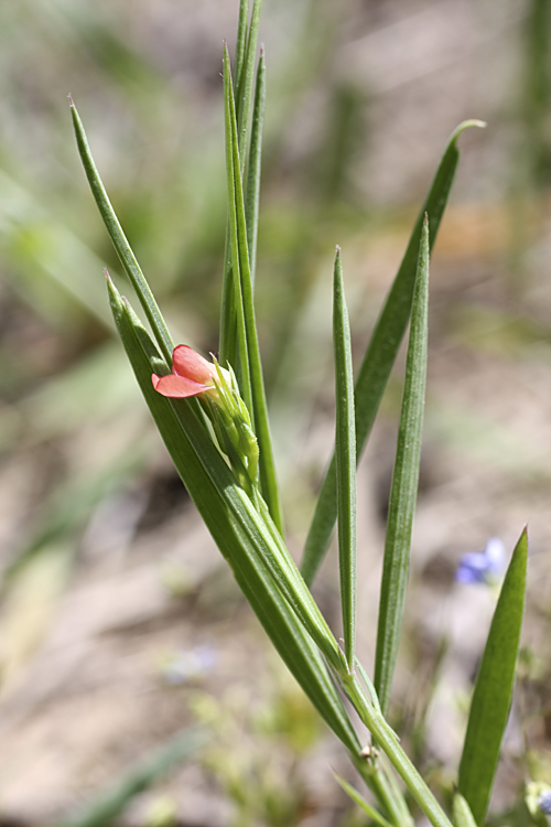 Изображение особи Lathyrus sphaericus.