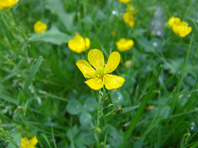 Изображение особи Ranunculus repens.