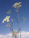 Image of taxon representative. Author is Иван Бобырь