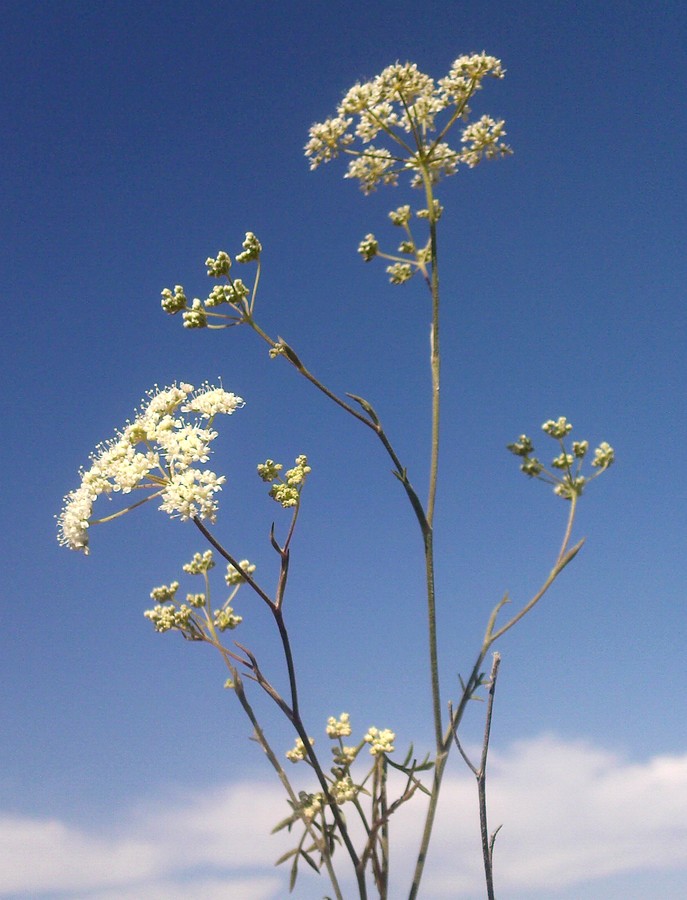 Image of Pimpinella tragium specimen.