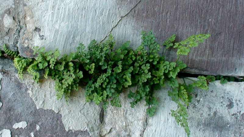 Изображение особи Asplenium ruta-muraria.