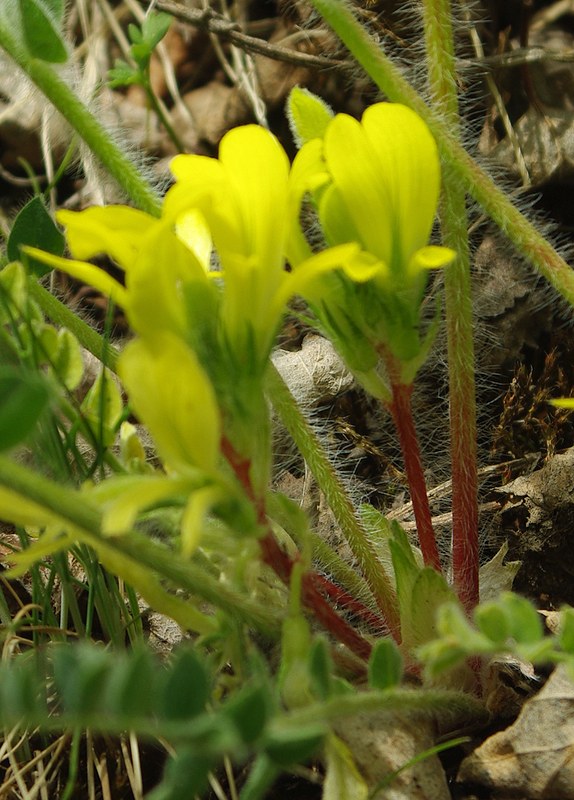 Изображение особи Astragalus anisomerus.