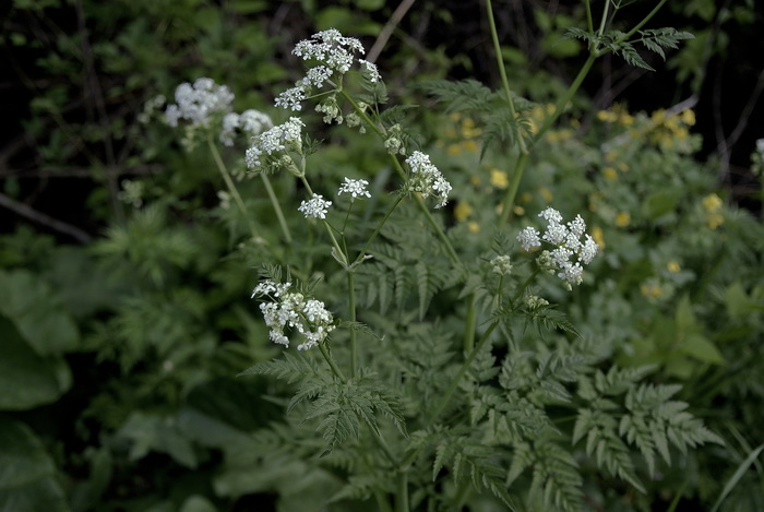 Image of Anthriscus sylvestris var. nemorosa specimen.