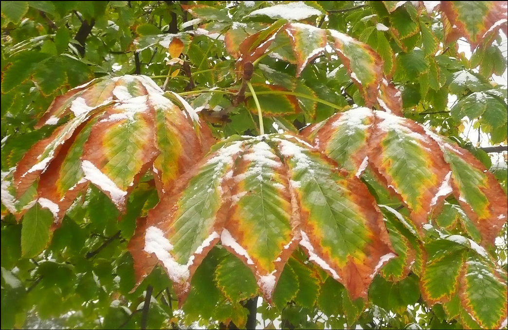 Image of Aesculus hippocastanum specimen.