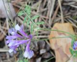 Vicia villosa. Верхушка побега с соцветием. Украина, Днепропетровская обл., Павлоградский р-н, окр. с. Кочерёжки, приопушечная часть сосняка. 13.07.2011.