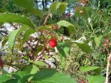 View full-size image Rubus matsumuranus