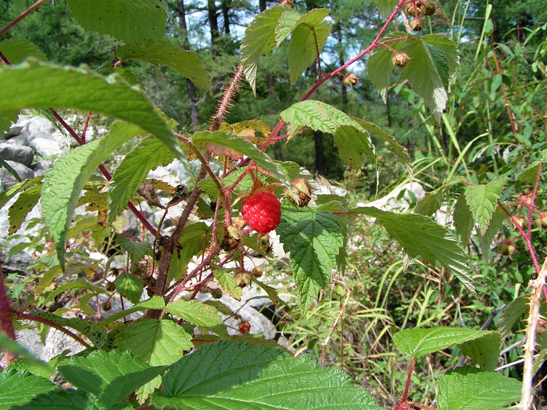 Изображение особи Rubus matsumuranus.