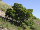 Acer tataricum. Одиночно стоящее плодоносящее взрослое дерево на каменистом склоне юго-западной экспозиции. Окрестности Саратова. 18 июня 2011 г.