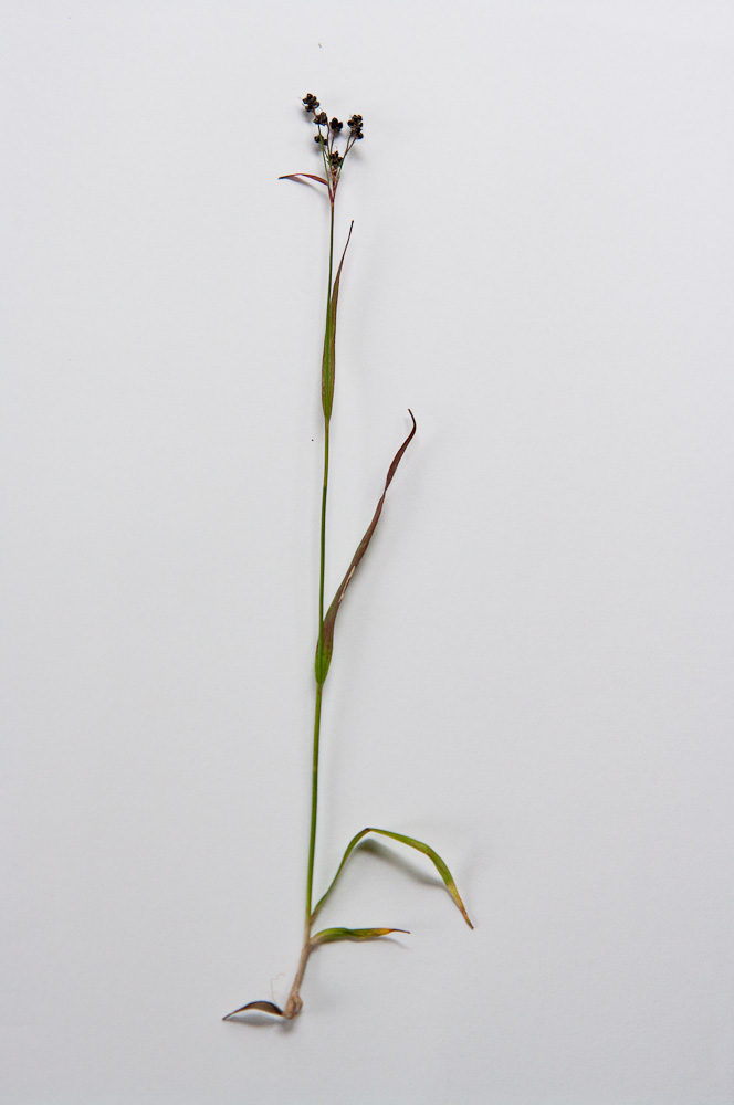 Image of Luzula oligantha specimen.